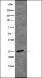 Chromobox 1 antibody, orb336143, Biorbyt, Western Blot image 