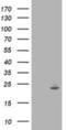Interferon Induced Protein 35 antibody, NBP2-01108, Novus Biologicals, Western Blot image 