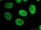 RNA Polymerase III Subunit K antibody, 11084-1-AP, Proteintech Group, Immunofluorescence image 