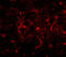 Cell Death Inducing P53 Target 1 antibody, A10988, Boster Biological Technology, Immunofluorescence image 