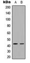 FOS Like 1, AP-1 Transcription Factor Subunit antibody, orb256538, Biorbyt, Western Blot image 