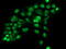 DNA excision repair protein ERCC-1 antibody, M00388-2, Boster Biological Technology, Immunofluorescence image 