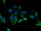 Lactate Dehydrogenase C antibody, LS-B15183, Lifespan Biosciences, Immunofluorescence image 