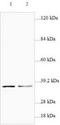 Ribosomal Protein S2 antibody, TA310130, Origene, Western Blot image 