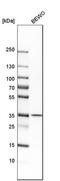 antibody, HPA028702, Atlas Antibodies, Western Blot image 