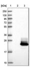 PRAP1 antibody, NBP1-80633, Novus Biologicals, Western Blot image 