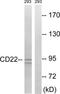 CD22 Molecule antibody, TA313576, Origene, Western Blot image 