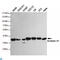 Annexin A1 antibody, LS-C812881, Lifespan Biosciences, Western Blot image 