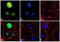 MDS1 And EVI1 Complex Locus antibody, 711037, Invitrogen Antibodies, Immunofluorescence image 