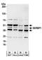 Plasminogen activator inhibitor 1 RNA-binding protein antibody, A303-938A, Bethyl Labs, Western Blot image 