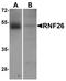 Ring Finger Protein 26 antibody, TA355024, Origene, Western Blot image 