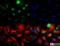 Serine/Threonine Kinase 11 antibody, NBP2-14835, Novus Biologicals, Immunofluorescence image 
