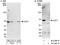 Chromatin Licensing And DNA Replication Factor 1 antibody, A300-786A, Bethyl Labs, Immunoprecipitation image 