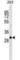 Succinate dehydrogenase [ubiquinone] iron-sulfur subunit, mitochondrial antibody, abx031320, Abbexa, Western Blot image 