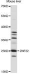 Zinc finger protein 22 antibody, LS-C749779, Lifespan Biosciences, Western Blot image 