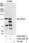 Ubiquitin carboxyl-terminal hydrolase 35 antibody, A302-289A, Bethyl Labs, Immunoprecipitation image 