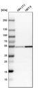 Nucleoredoxin antibody, HPA023566, Atlas Antibodies, Western Blot image 