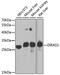 DIRAS Family GTPase 3 antibody, GTX66506, GeneTex, Western Blot image 