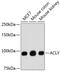 ATP Citrate Lyase antibody, 13-913, ProSci, Western Blot image 