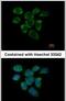 Ribosomal Protein L7a antibody, PA5-30155, Invitrogen Antibodies, Immunofluorescence image 
