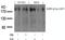 EGFR antibody, AP09496PU-S, Origene, Western Blot image 