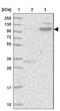 PDZ Domain Containing Ring Finger 3 antibody, NBP1-81441, Novus Biologicals, Western Blot image 