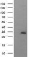 Synaptophysin antibody, TA506044, Origene, Western Blot image 