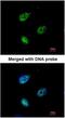 QIP1 antibody, NBP1-31260, Novus Biologicals, Immunofluorescence image 