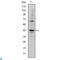 Jun Proto-Oncogene, AP-1 Transcription Factor Subunit antibody, LS-C812499, Lifespan Biosciences, Western Blot image 