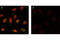 H2A Histone Family Member X antibody, 2577L, Cell Signaling Technology, Immunofluorescence image 