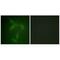 Janus Kinase 2 antibody, A00027, Boster Biological Technology, Immunofluorescence image 