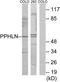 Periphilin 1 antibody, TA311690, Origene, Western Blot image 