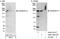 Calmodulin Regulated Spectrin Associated Protein Family Member 2 antibody, A302-161A, Bethyl Labs, Immunoprecipitation image 
