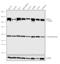 Zinc finger protein 217 antibody, 720352, Invitrogen Antibodies, Western Blot image 