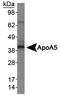 Apolipoprotein A5 antibody, TA336521, Origene, Western Blot image 