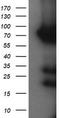 Host cell factor 2 antibody, TA505236S, Origene, Western Blot image 
