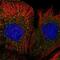 Mitochondrial Ribosomal Protein L50 antibody, NBP2-68728, Novus Biologicals, Immunofluorescence image 