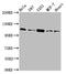 Anoctamin-2 antibody, CSB-PA885689LA01HU, Cusabio, Western Blot image 