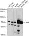 Checkpoint With Forkhead And Ring Finger Domains antibody, 13-655, ProSci, Western Blot image 