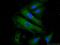 USH1 Protein Network Component Harmonin Binding Protein 1 antibody, 17226-1-AP, Proteintech Group, Immunofluorescence image 