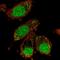 XAB2 antibody, HPA048751, Atlas Antibodies, Immunofluorescence image 