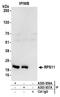 Ribosomal Protein S11 antibody, A303-937A, Bethyl Labs, Immunoprecipitation image 
