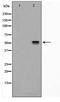 Serum Response Factor antibody, TA347804, Origene, Western Blot image 
