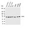 C-Terminal Binding Protein 1 antibody, orb76084, Biorbyt, Western Blot image 