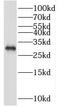 Proteasome activator complex subunit 3 antibody, FNab06896, FineTest, Western Blot image 