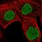 MyoD Family Inhibitor antibody, HPA049973, Atlas Antibodies, Immunofluorescence image 