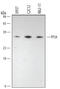 Protein Phosphatase 2 Phosphatase Activator antibody, AF1653, R&D Systems, Western Blot image 