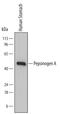 Pepsinogen A antibody, MAB7525, R&D Systems, Western Blot image 