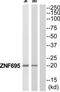 Zinc Finger Protein 695 antibody, TA315645, Origene, Western Blot image 