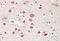 Neurobeachin antibody, GTX89207, GeneTex, Immunohistochemistry paraffin image 